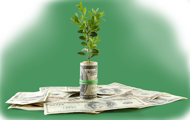 tree-in-money